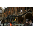 london2009 177.JPG<>Okostje dinozavra